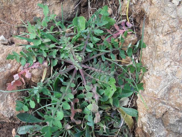 Da confermare - Sonchus sp.